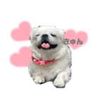 5ペキニーズ.com（個別スタンプ：31）