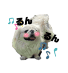 5ペキニーズ.com（個別スタンプ：33）