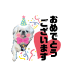 5ペキニーズ.com（個別スタンプ：35）