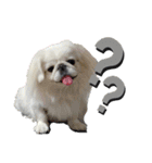 5ペキニーズ.com（個別スタンプ：36）