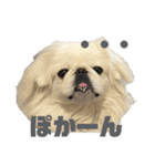 5ペキニーズ.com（個別スタンプ：38）