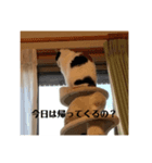 最近まるちゃん最近かいくんのスタンプ（個別スタンプ：8）