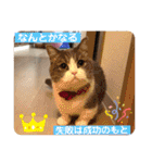 みゅうみゅうの言霊（個別スタンプ：6）