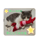 みゅうみゅうの言霊（個別スタンプ：11）