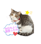 みゅうみゅうの言霊（個別スタンプ：13）
