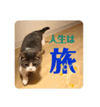 みゅうみゅうの言霊（個別スタンプ：15）