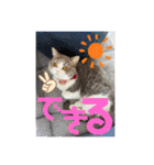 みゅうみゅうの言霊（個別スタンプ：16）
