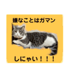 みゅうみゅうの言霊（個別スタンプ：20）