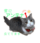 みゅうみゅうの言霊（個別スタンプ：23）