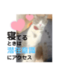 みゅうみゅうの言霊（個別スタンプ：24）