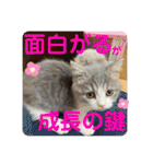 みゅうみゅうの言霊（個別スタンプ：27）