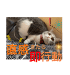 みゅうみゅうの言霊（個別スタンプ：28）
