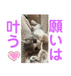 みゅうみゅうの言霊（個別スタンプ：29）
