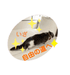 みゅうみゅうの言霊（個別スタンプ：31）