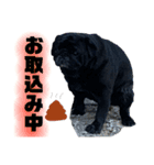 黒パグのモモちゃん日常（個別スタンプ：1）
