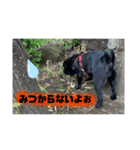 黒パグのモモちゃん日常（個別スタンプ：3）