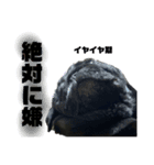 黒パグのモモちゃん日常（個別スタンプ：4）