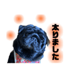 黒パグのモモちゃん日常（個別スタンプ：5）