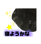 黒パグのモモちゃん日常（個別スタンプ：6）