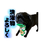黒パグのモモちゃん日常（個別スタンプ：8）