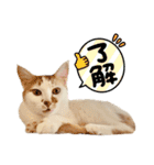 チロリスタンプ1（個別スタンプ：5）