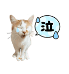 チロリスタンプ1（個別スタンプ：7）