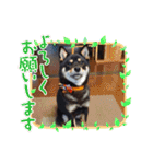 豆柴カムイくん（個別スタンプ：2）