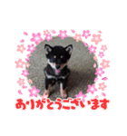 豆柴カムイくん（個別スタンプ：5）