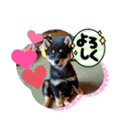 豆柴カムイくん（個別スタンプ：6）