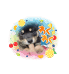 豆柴カムイくん（個別スタンプ：7）