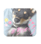 豆柴カムイくん（個別スタンプ：8）