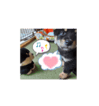 豆柴カムイくん（個別スタンプ：14）