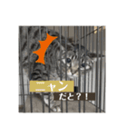ふきげんなこて（個別スタンプ：1）