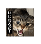 ふきげんなこて（個別スタンプ：3）