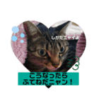 ふきげんなこて（個別スタンプ：11）