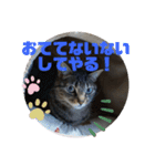 ふきげんなこて（個別スタンプ：13）