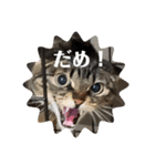 ふきげんなこて（個別スタンプ：16）