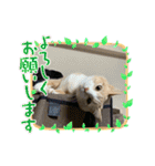 ❤︎ほちゃて❤︎2（個別スタンプ：35）