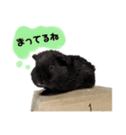 もるちゃんず（個別スタンプ：3）