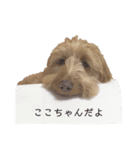 ここちゃんdayo（個別スタンプ：1）