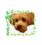 メロスタンプリ〜！（個別スタンプ：4）