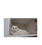 我が家の愛猫ハッピースタンプ（個別スタンプ：6）