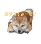 豆柴そらの使えそうな気がするスタンプ（個別スタンプ：2）