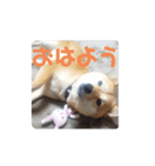 豆柴そらの使えそうな気がするスタンプ（個別スタンプ：5）