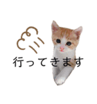 齋藤家の猫かぼすとおはぎのスタンプ（個別スタンプ：3）