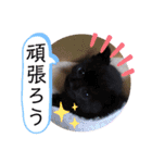 齋藤家の猫かぼすとおはぎのスタンプ（個別スタンプ：4）