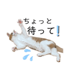 齋藤家の猫かぼすとおはぎのスタンプ（個別スタンプ：5）