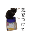 齋藤家の猫かぼすとおはぎのスタンプ（個別スタンプ：6）