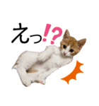 齋藤家の猫かぼすとおはぎのスタンプ（個別スタンプ：7）