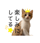 齋藤家の猫かぼすとおはぎのスタンプ（個別スタンプ：9）